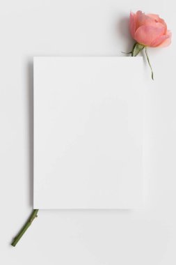 Davetiye beyaz kart modeli ve pembe bir gül. 5x7 oranı, A6, A5 'e benziyor..