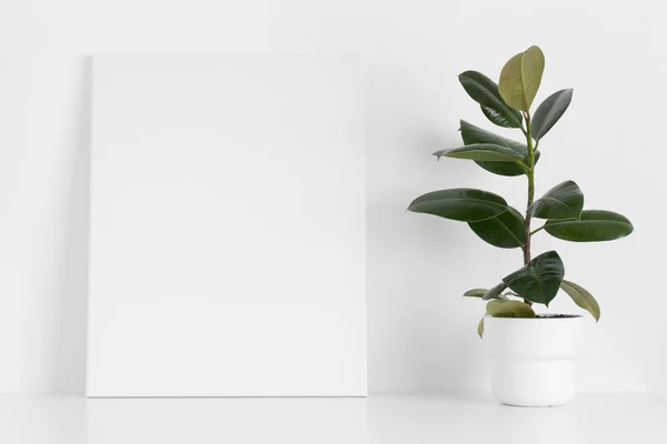 White Canvas Mockup Ficus Plant Table — Stock Photo, Image