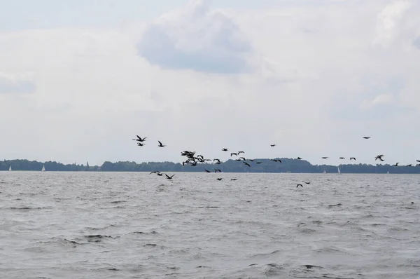 Ein Schwarm Schwarzer Vögel Einer Gruppe Fliegt Einem Bewölkten Tag — Stockfoto