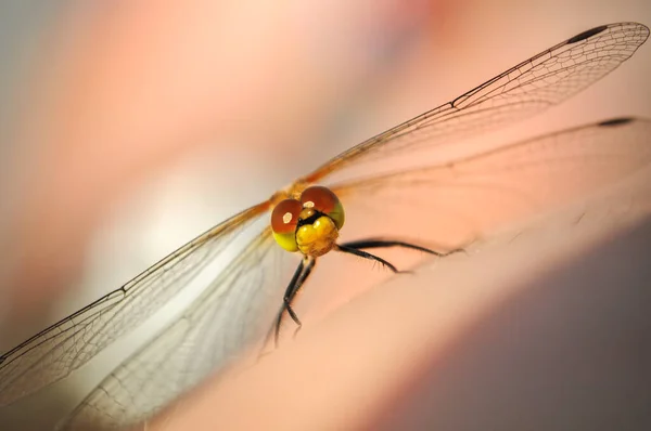 Green Dragonfly Sit Human Skin Closeup — Stock Photo, Image