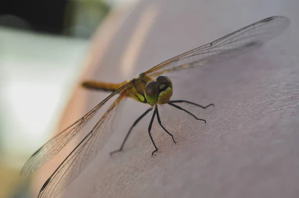 Grüne Libelle Sitzt Auf Einer Menschlichen Haut Nahaufnahme — Stockfoto