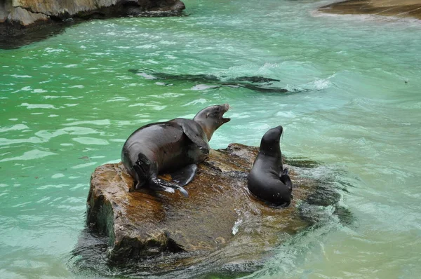 little seal seal in the water wet animal resting sitting on a rock with her baby child