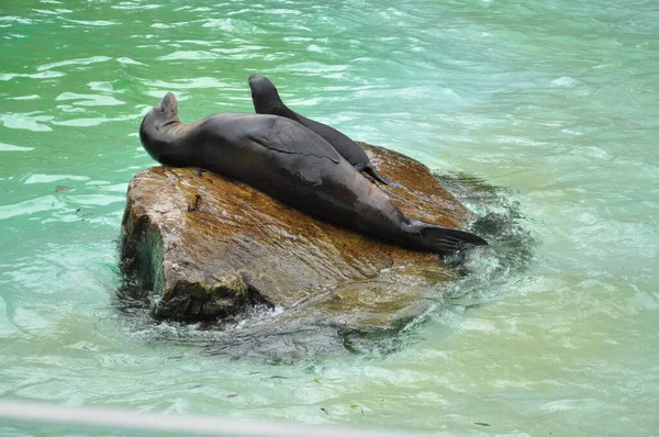 little seal seal in the water wet animal resting sitting on a rock