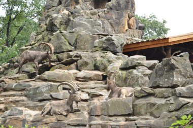 Taşların üzerindeki keçiler hayvanat bahçesinde yükselir.