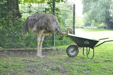 Büyük Avustralya devekuşu kuşu yeşil çimlerin ve el arabasının üzerindeki hayvanat bahçesinin çayırında