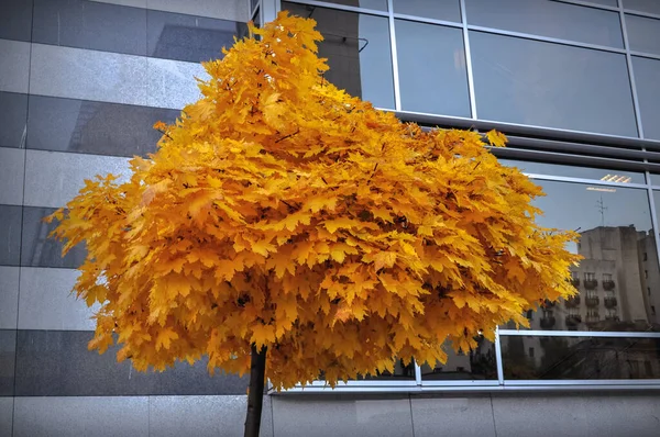 single tree orange tree crown against a background of a blue glass office building reflection in the glass autumn