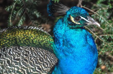Tavus kuşu karmaşık bir kuyruk ile yürür mavi yeşil erkek yüzü