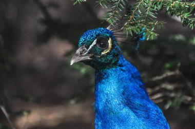 Tavus kuşu karmaşık bir kuyruk ile yürür mavi yeşil erkek yüzü