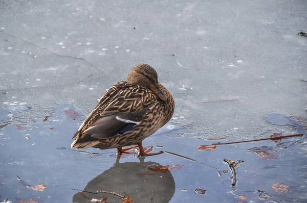 Eine Einzige Erwachsene Ente Steht Winter Auf Einem Zugefrorenen Wassersee — Stockfoto