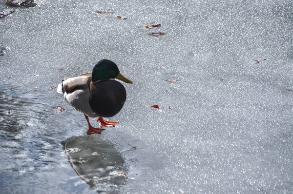 Solo Pato Adulto Encuentra Lago Congelado Agua Invierno Sobre Hielo — Foto de Stock