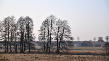Çayır siluetinde yapayalnız tek bir ağaç