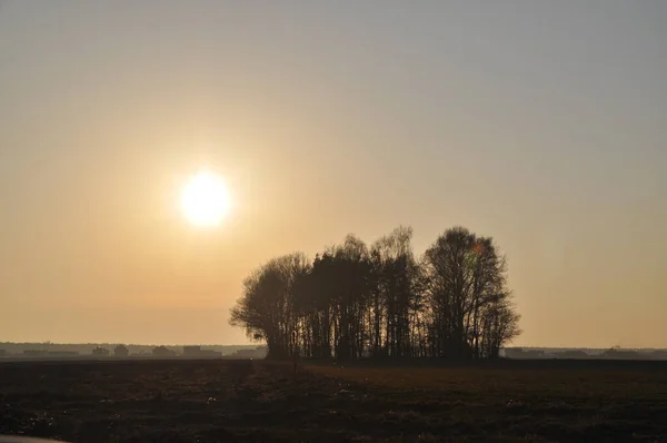 Seul Arbre Solitaire Dans Une Silhouette Prairie Champ — Photo