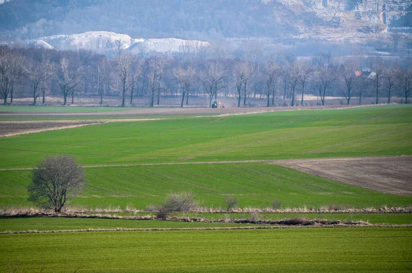 Seul Arbre Solitaire Dans Pré Prairie Herbe Verte — Photo