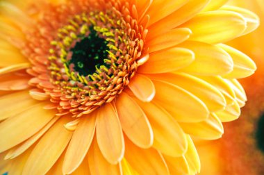 Yaprakların ve tohumların merkezine yakın çekim turuncu gerber çiçeği güzel makro.