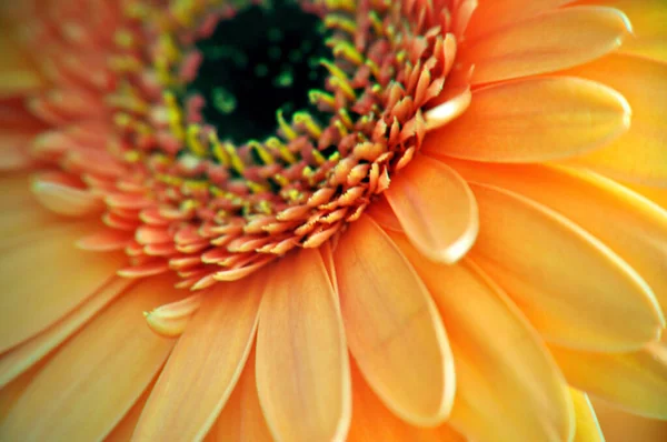 Yaprakların Tohumların Merkezine Yakın Çekim Turuncu Gerber Çiçeği Güzel Makro — Stok fotoğraf