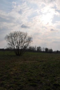 Çayır siluetinde yapayalnız tek bir ağaç