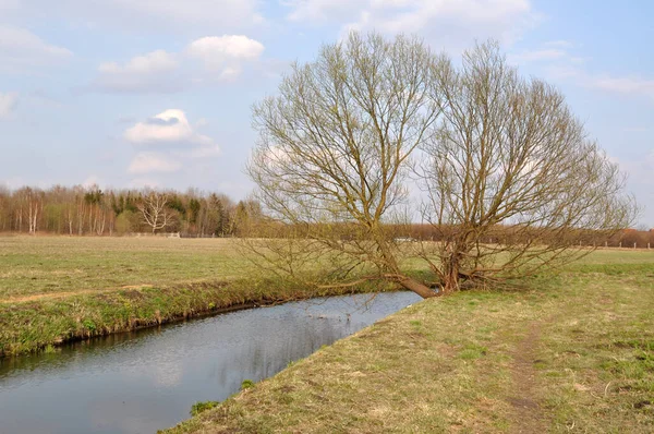 川の水のそばの小川のそばに一本の孤独な木 — ストック写真