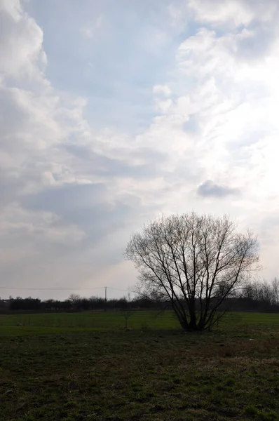 Eenzame Enkele Boom Een Veld Weide Silhouet — Stockfoto