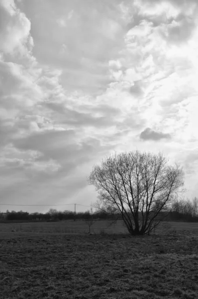 Seul Arbre Solitaire Dans Une Silhouette Prairie Champ — Photo