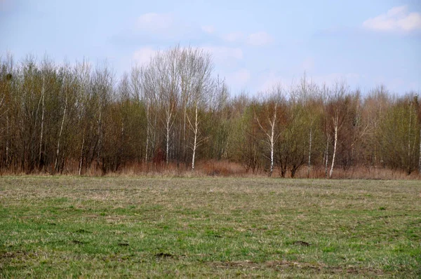 Arbres Blancs Dans Pré Champ Loin Dans Une Rangée — Photo