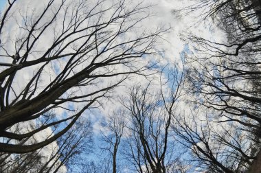 Ormandaki yapraksız ağaçlar arka plandaki gökyüzünden görünen sonbahar dalları ile birlikte.