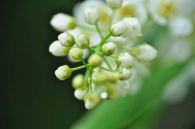 Güzel beyaz Mirabelle çiçekleri bir araya toplanmış, yakın plan