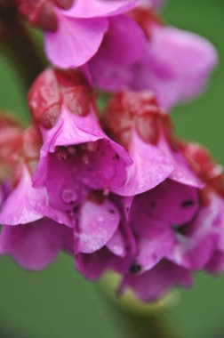 Güzel pembe çiçekler açan bir kümede, yakın plan.