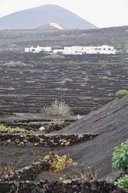 Dağ yamacındaki La Geria volkanik üzüm bağları;