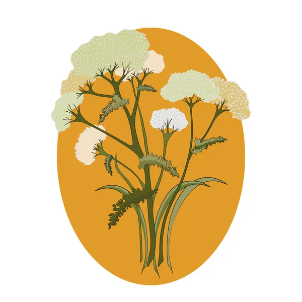 Illustrazione Piante Medicinali Stile Piatto Fiori Achillea Bianca Disegno Botanico — Vettoriale Stock