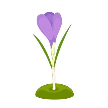 Beyaz arka planda Crocus çizimi. Bahar çiçeği. Safran bitkisi.