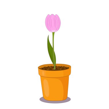 Beyaz arka planda kil bir çömlekte lale çiçeği. Bahar bitkisi illüstrasyonu