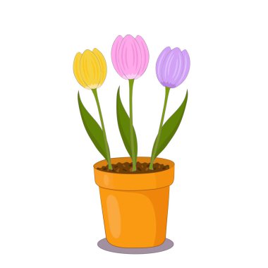 Lale çiçekleri kil bir çömlekte