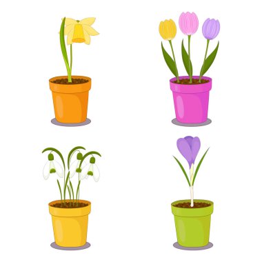 Kil kaplarda bahar çiçeği koleksiyonu. Nergis, lale, kar damlası, krokus illüstrasyonu.