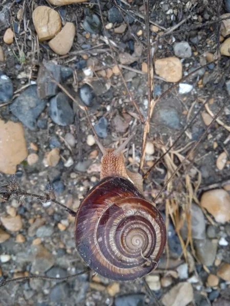 Caracol Una Concha Marrón Con Cuernos Lindos Arrastra Sobre Piedras — Foto de Stock