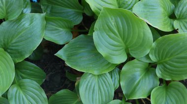 Yeşil yüzeyinde güzel damarları olan tropikal Hosta 'nın dokulu sulu yapraklarının üst görüntüsü, doğanın saflığını ve ekolojinin önemini sembolize eden botanik bir bitki arkaplanı.