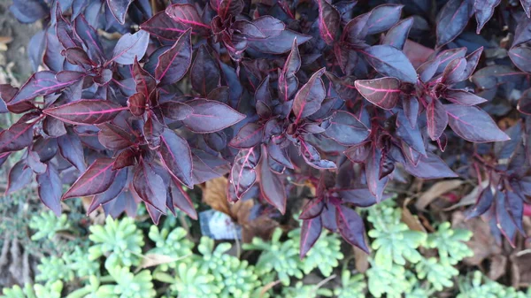 他の植物の繊細な緑と組み合わせて公園や庭のベッドの装飾のデザインの紫のペリラの花 — ストック写真