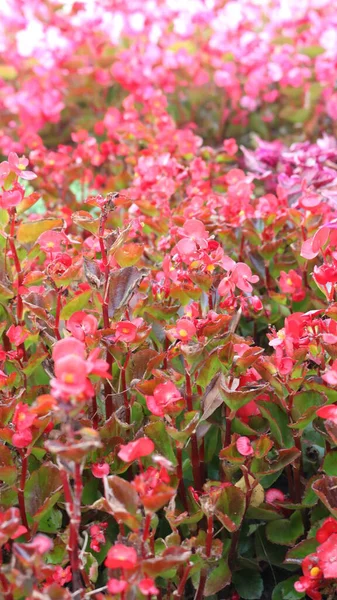 Розмитий Ніжний Квітковий Фон Витонченим Червоно Рожевим Декоративним Зображенням Квітів — стокове фото