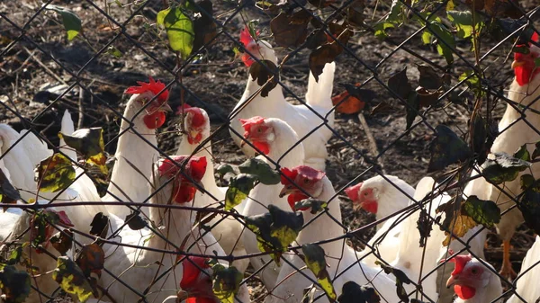 white hens and roosters behind a mesh metal fence on open grazing on the ground overgrown with succulent grass, poultry walking in a pen on an outdoor farm on a sunny day