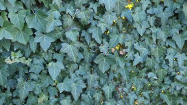 Kırsal, bahçe ya da park manzarasında oyulmuş koyu dokulu sarmaşık yapraklarıyla kaplı bir çit ya da duvar.