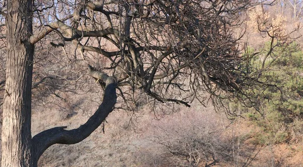 Paysage Saisonnier Avec Vieil Arbre Aux Branches Dénudées Fluides Magnifiquement — Photo