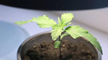 Esrar, büyümenin ilk safhasında LED masa lambasının sıcak yumuşak ışığı altında filizlenir, evde marihuana yetiştirilir, kenevirle ilişkili aşk ve uyum