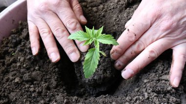 Bitkiyi kök sisteminde bir artışla döllenmiş toprakla daha büyük bir konteynıra nakletmek, kenevir filizini ellerinizle yere düşürmek, kökleri toprağa saplamak,