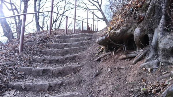Sebuah Tempat Sebuah Taman Atau Hutan Dengan Reruntuhan Batu Langkah — Stok Foto