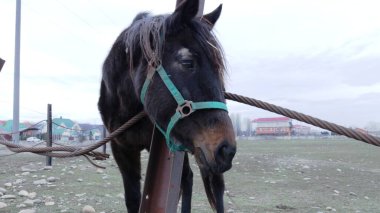 Mavi dizginli üzgün kahverengi bir at, köyün eteklerindeki kuru bir çiti çevreleyen paslı demir bir çite bağırıyor, köyün evcil hayvanları, sonbahar çiftliğindeki hayvanlar...