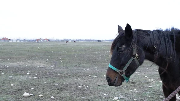 Museau Cheval Brun Avec Une Crinière Échevelée Avec Des Brins — Photo