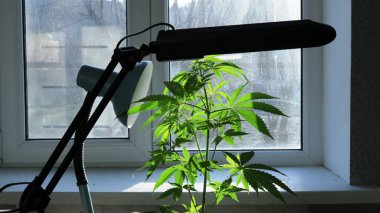 Conoli çalısı pencerenin kenarında duruyor. Lambanın ek ışıklandırması, marihuana yetiştirme evi, ev yapımı esrar yetiştirme araçları.