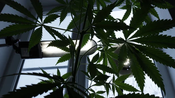 dark silhouette of a large bush of marijuana on a light window opening bottom view, cannabis growth under the light of white lamps, growing cannabis at home, marijuana background