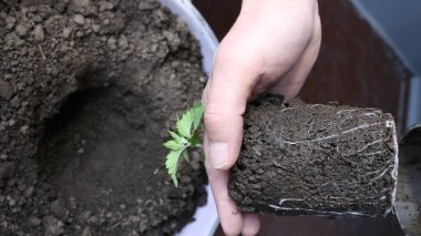 Küçük bir konteynırdan büyük bir konteynıra kök salmış olan bir esrar filizini nakletmek, bitki nakli sırasında esrar tohumlarından oluşan kök sistemi geliştirmek, büyük bir çömleğe esrar yerleştirmek