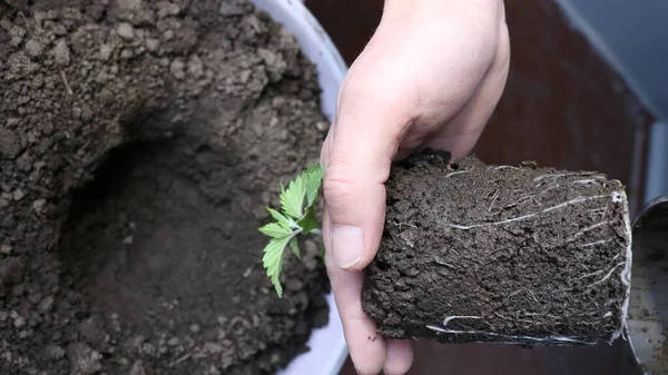 transplanting a cannabis sprout that has given roots from a small container to a large one, developed root system of cannabis seedlings during plant transplantation, planting cannabis in a large pot