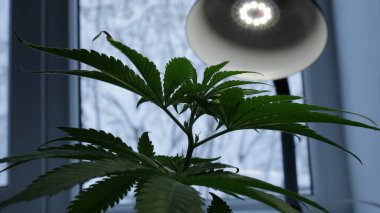 Arkasında kasvetli bir kış akşamı görebileceğiniz penceredeki LED lambanın ışığı altında büyüyen geniş yapraklı yemyeşil bir kenevir çalısı silueti.